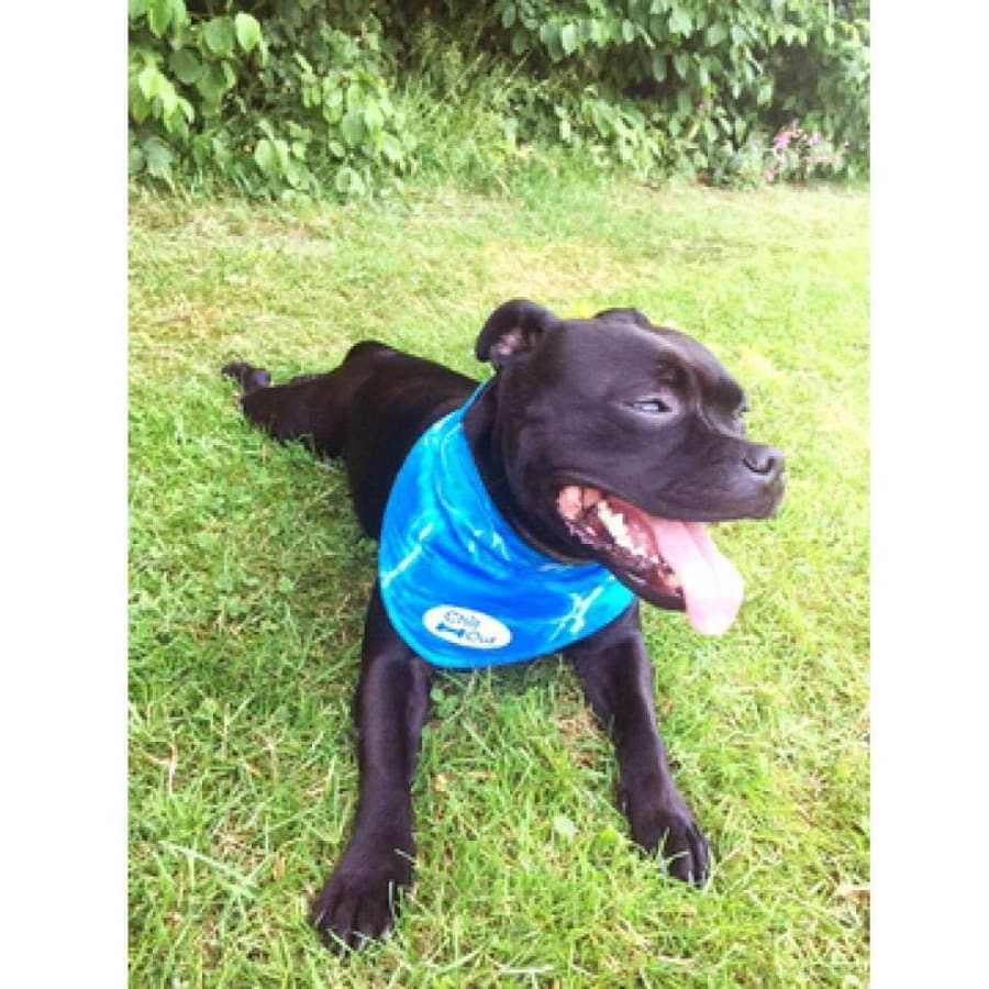 All For Paws Ice Bandana